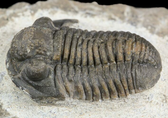 Gerastos Trilobite Fossil - Morocco #52110